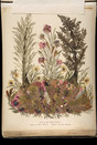 Collectie Willy Lindwer. gedroogde bloemen van de berg Moriah